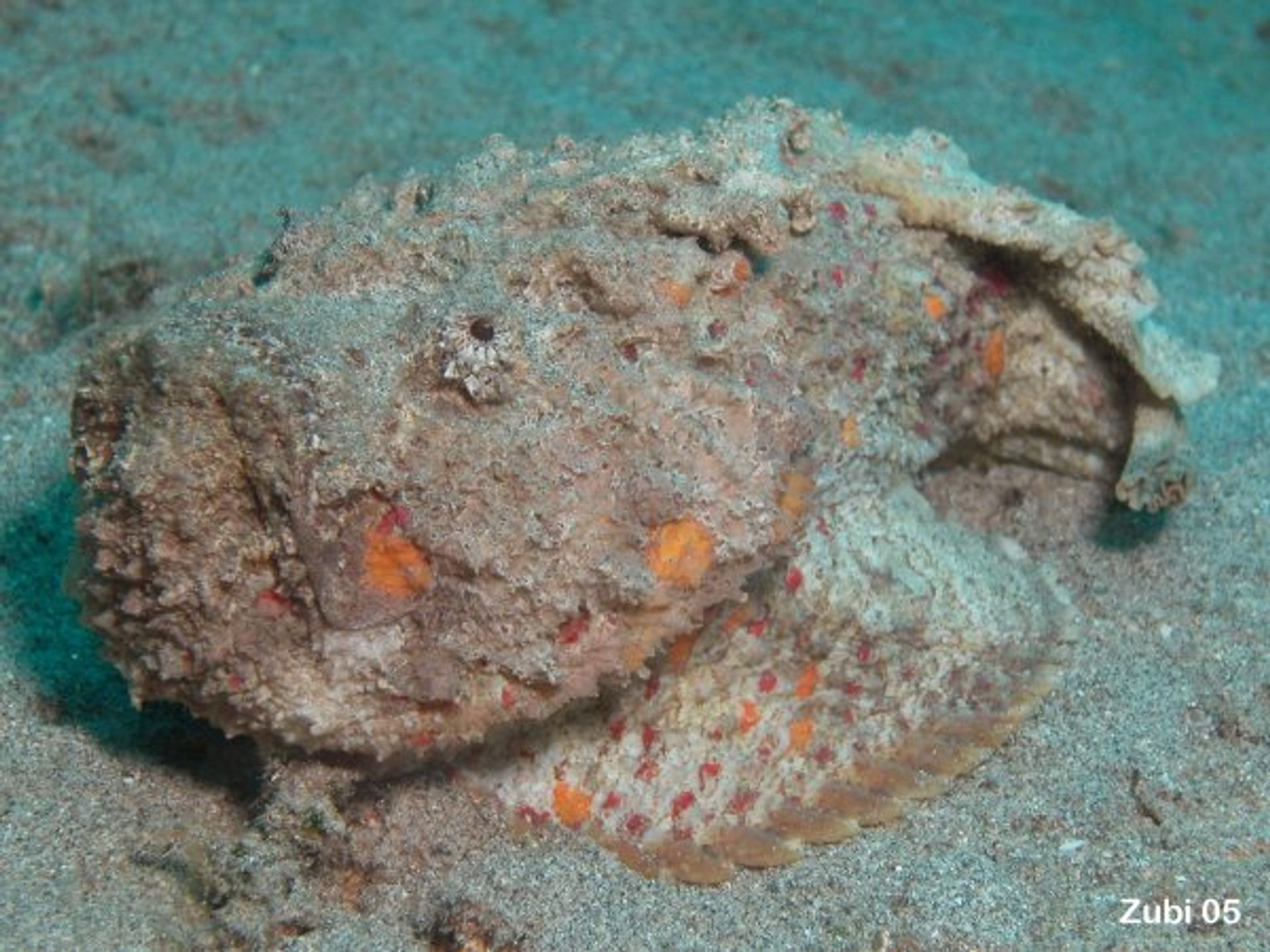 post_السمكة الصخرية 