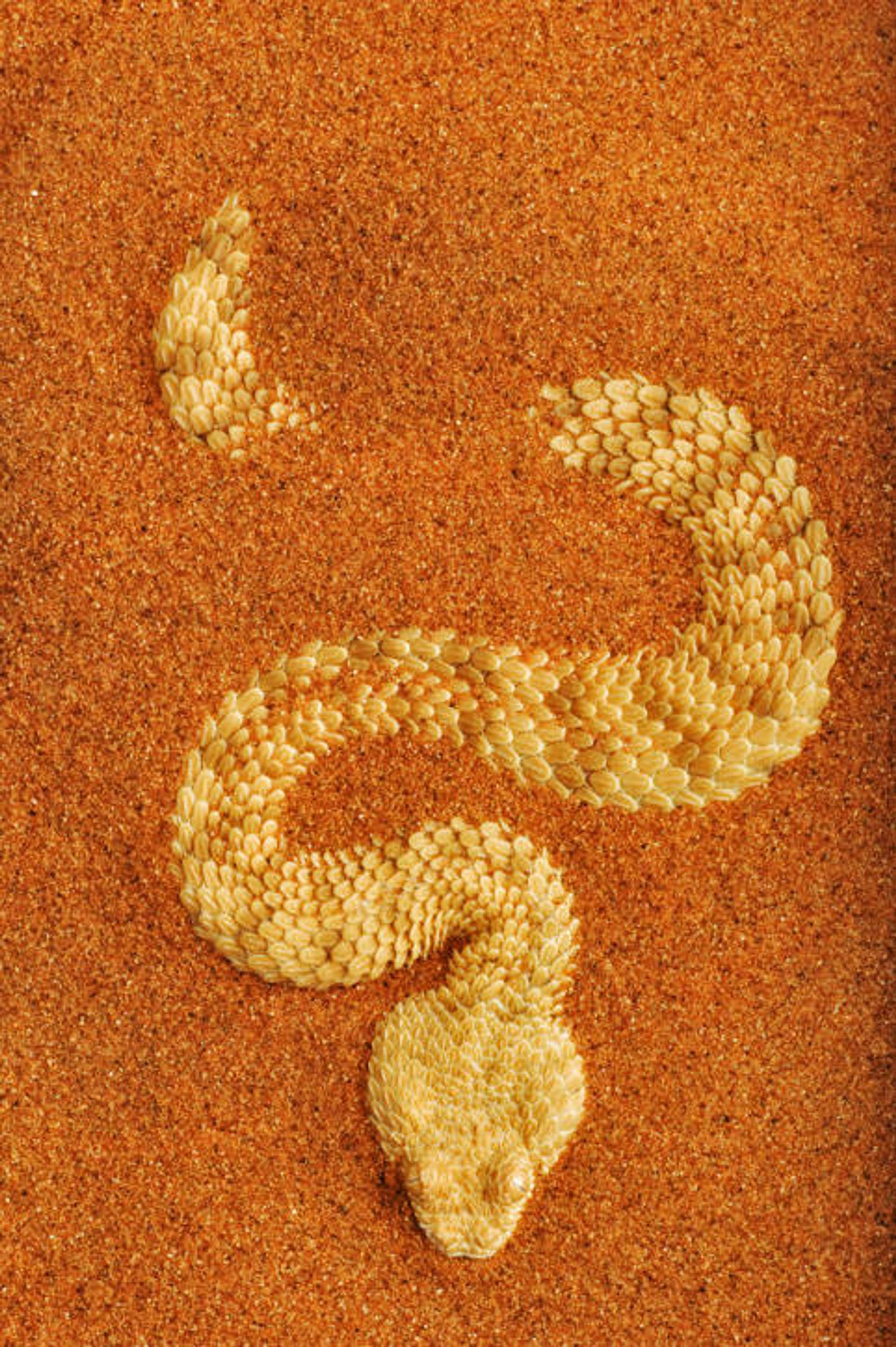 قائمة بالثعابين السامة في المملكة