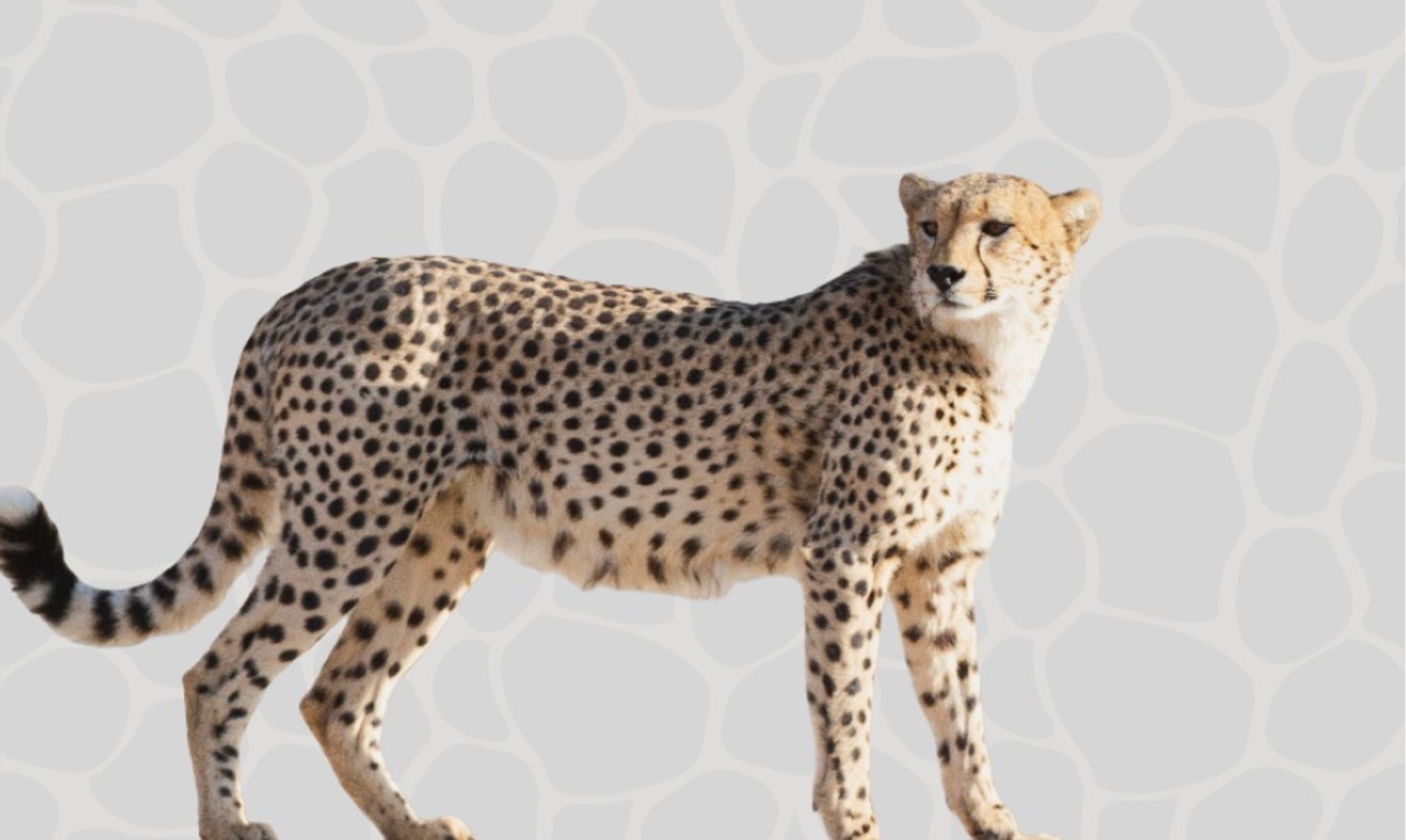 لاتبكوا الجرح! بل بلسموه