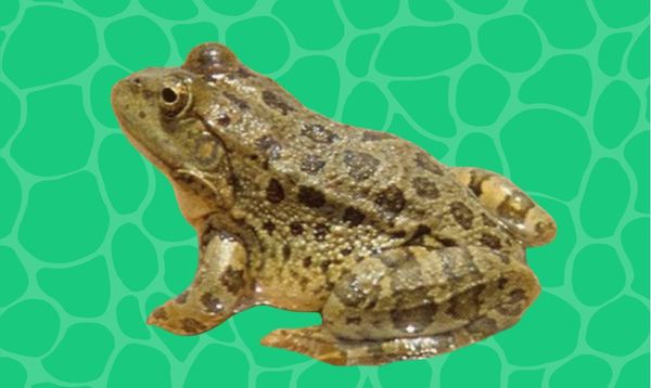 post_أقل الطوائف عدداً في المملكة العربية السعودية