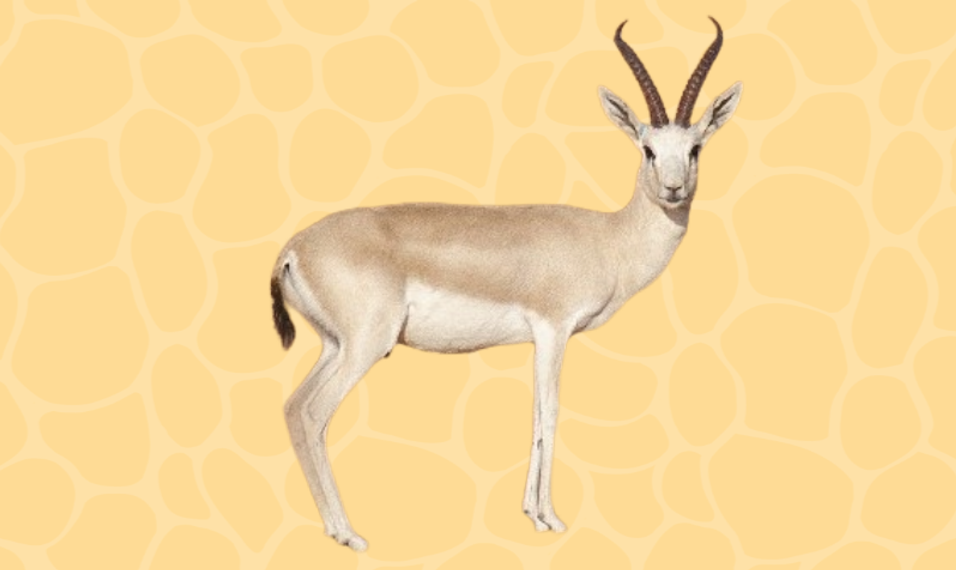 جمال عتيق ترنم به الشعراء..