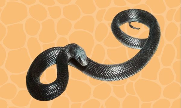 post_اكتشــف عالـــم الزواحـــف الغريــب والغامــض .